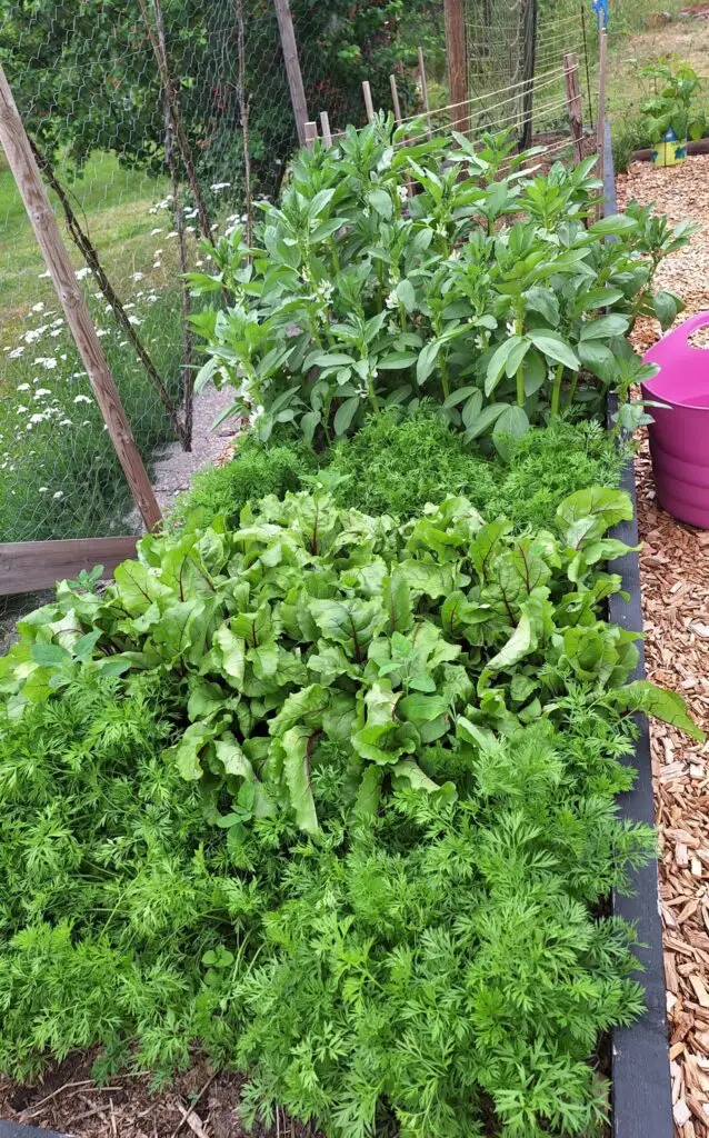 Odlingsbädd med blandade grönsaker i köksträdgård hos Hindrikas