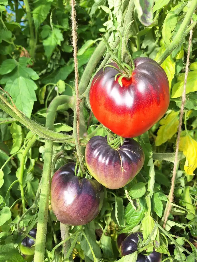 Mörka heirloomtomater som mognar på plantan i växthus