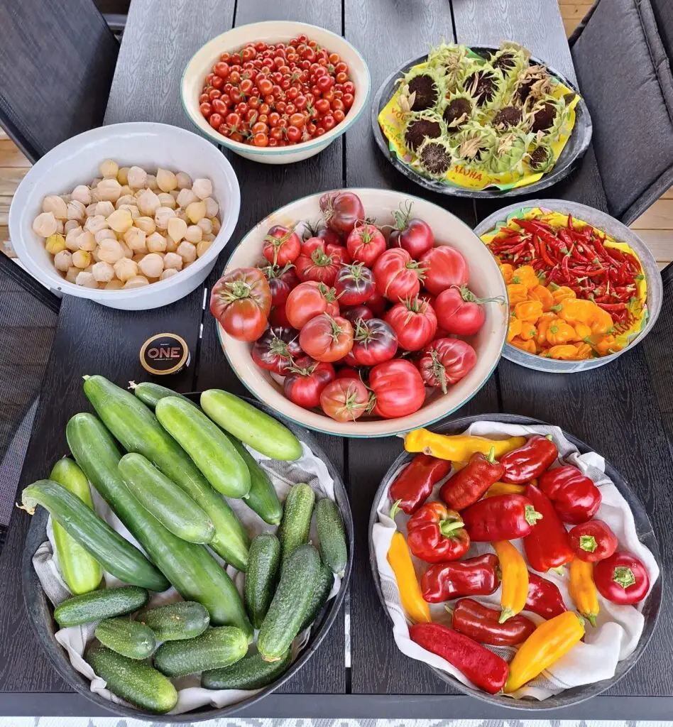 Skörd av tomater, gurka, paprika, chili och physalis från Hindrikas