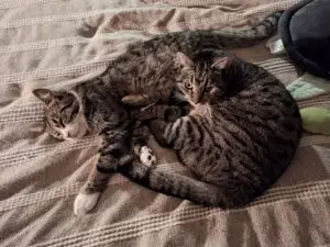 Katterna Stina och Tusse ligger hoprullade tillsammans på filt inomhus