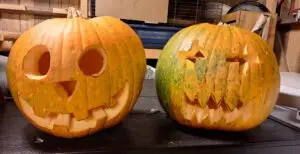 Två handkarvade halloweenpumpor med olika ansiktsuttryck