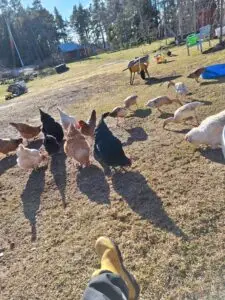 Höns och ankor pickar fritt på gårdsplanen en solig dag
