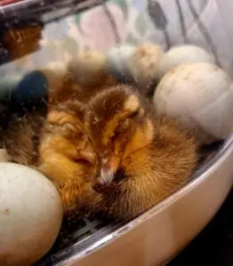 Nykläckt ankung som vilar bland ägg i kläckmaskin