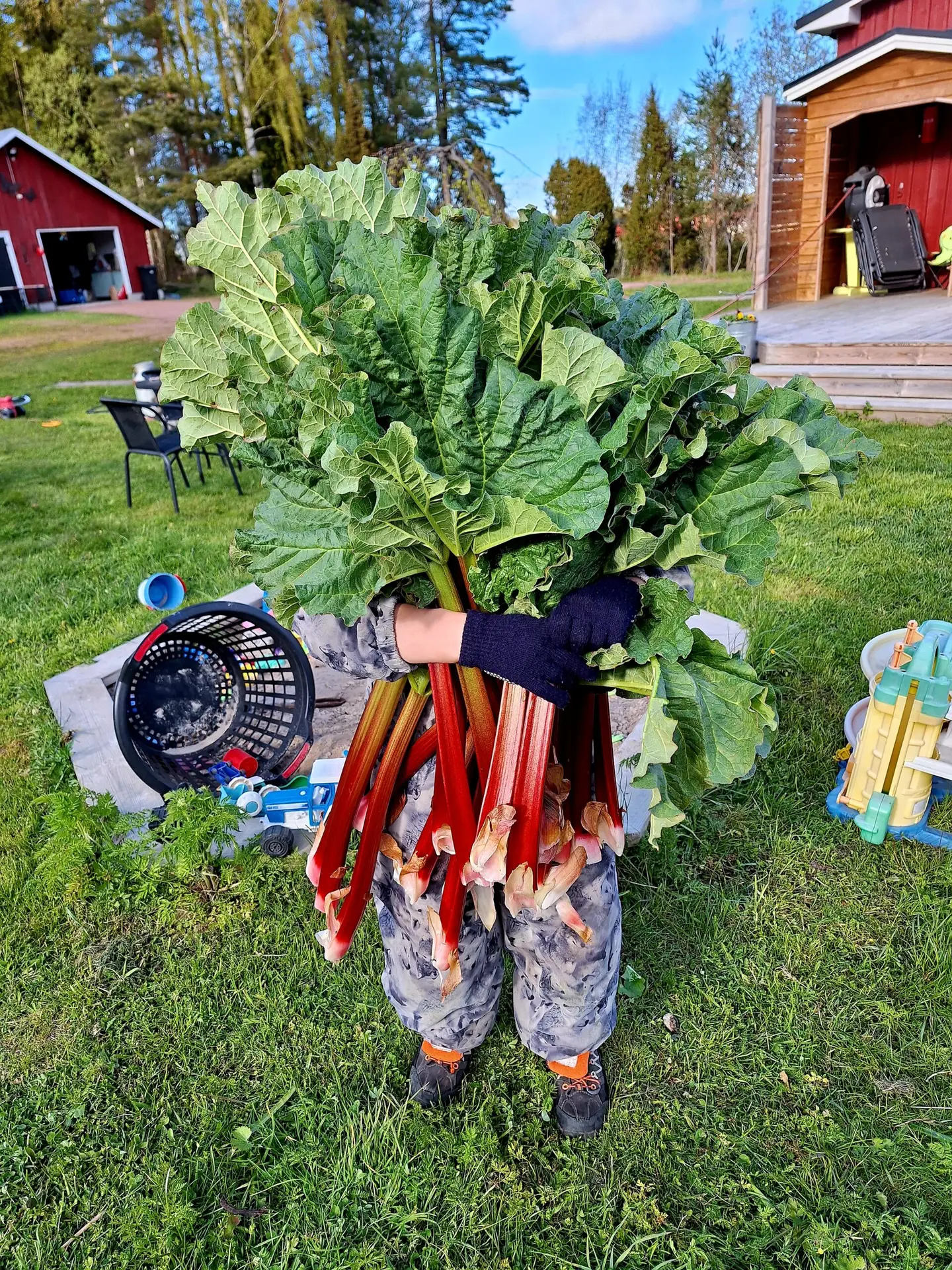 Skörd av rabarber från egen odling hos Hindrikas Trix & Trädgård på Åland