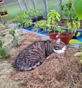 Katten Hedvig sover på halm i växthuset bland krukodlade plantor