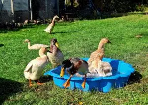 Löpankor som badar och leker i blå barnpool på gräsmatta