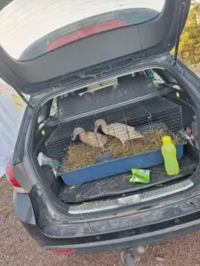 Ankor från Hindrikas vilar i transportbur i bil under paus i filminspelning