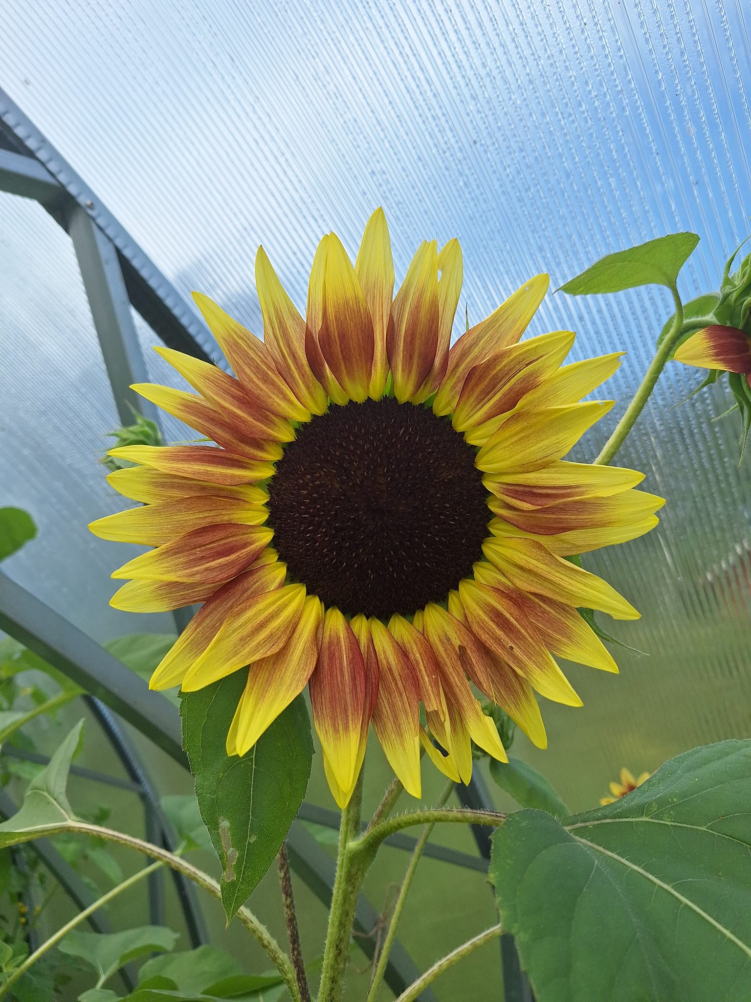 Solros i blom i växthuset på Hindrikas