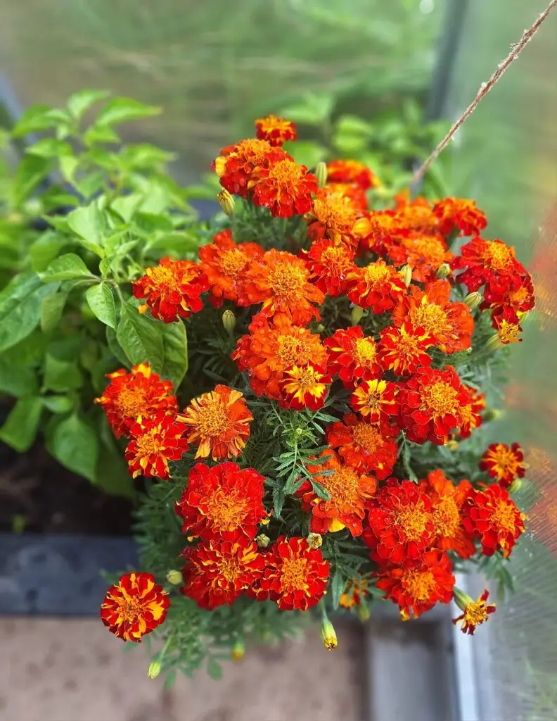 Sammetsblommor (tagetes) i intensiva orange och röda nyanser i växthus
