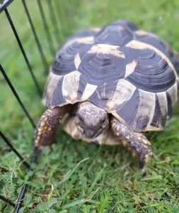 Sköldpaddan Blixten går i gräset innanför hage