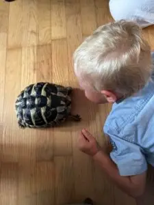 Litet barn möter sköldpadda på trägolv inomhus